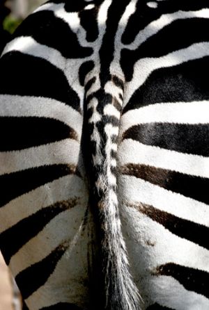 Zebra Bum
